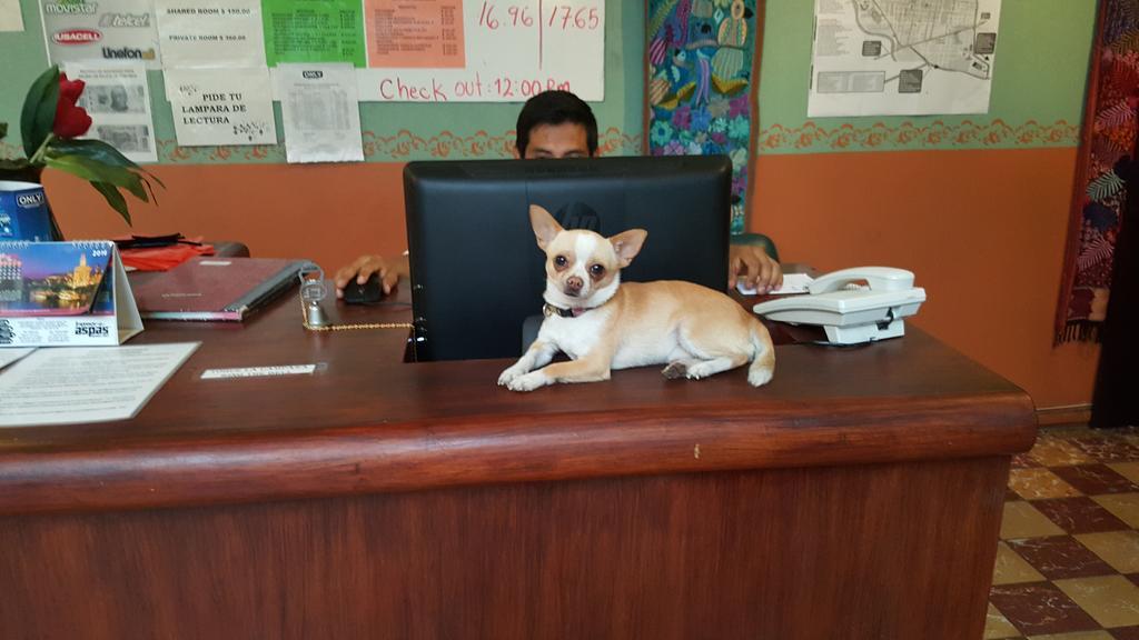 Oaxaca Hierba De Conejo Hostel מראה חיצוני תמונה