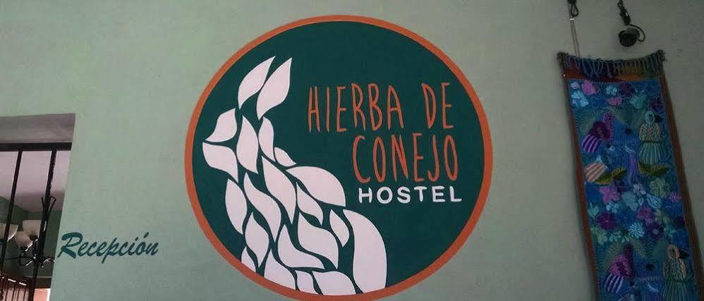 Oaxaca Hierba De Conejo Hostel מראה חיצוני תמונה